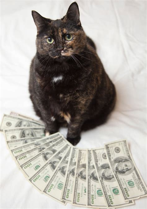 Cashcat .